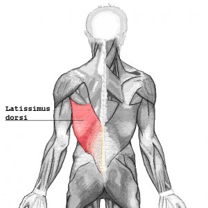 lat muscles